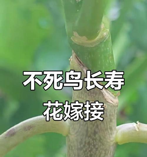 鸟儿与长寿花的寓意是什么？花与鸟的象征意义有哪些？