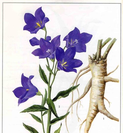 蓝紫色桔梗花的花语是什么？桔梗花的寓意是什么？