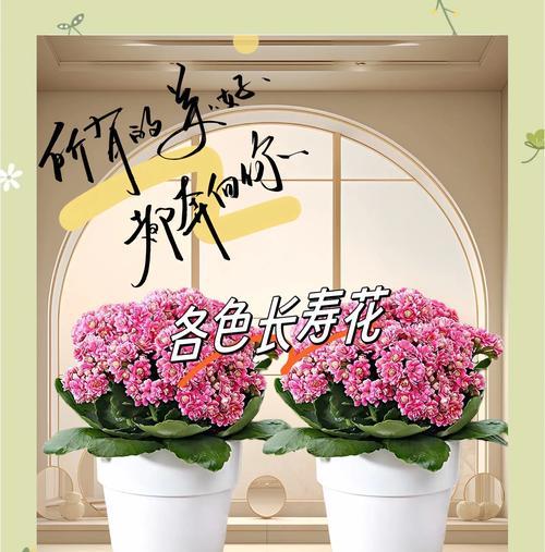 送礼老师花语大全有哪些？如何选择合适的花送给老师？