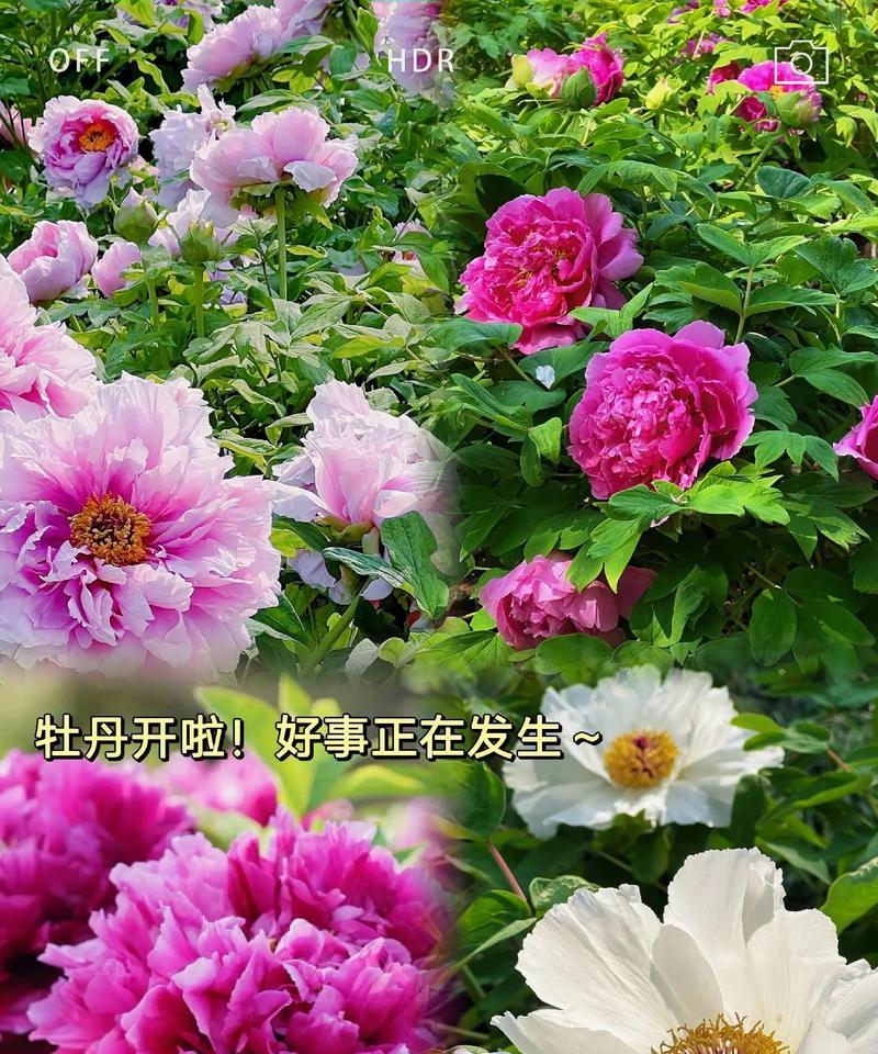 送长辈牡丹花代表什么？牡丹花的寓意和象征是什么？