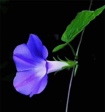 黑色花的含义是什么？黑色花代表了什么？