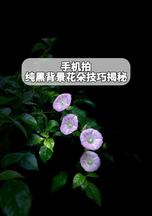 黑色花的含义是什么？黑色花代表了什么？