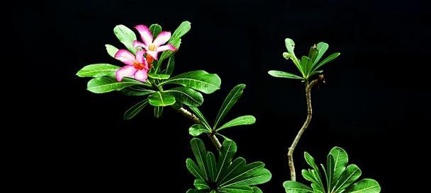 黑色花的含义是什么？黑色花代表了什么？