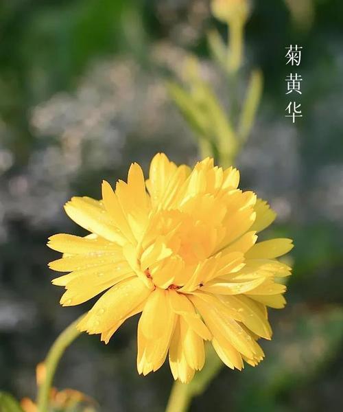 十色花的含义是什么？十色花代表了哪些寓意？