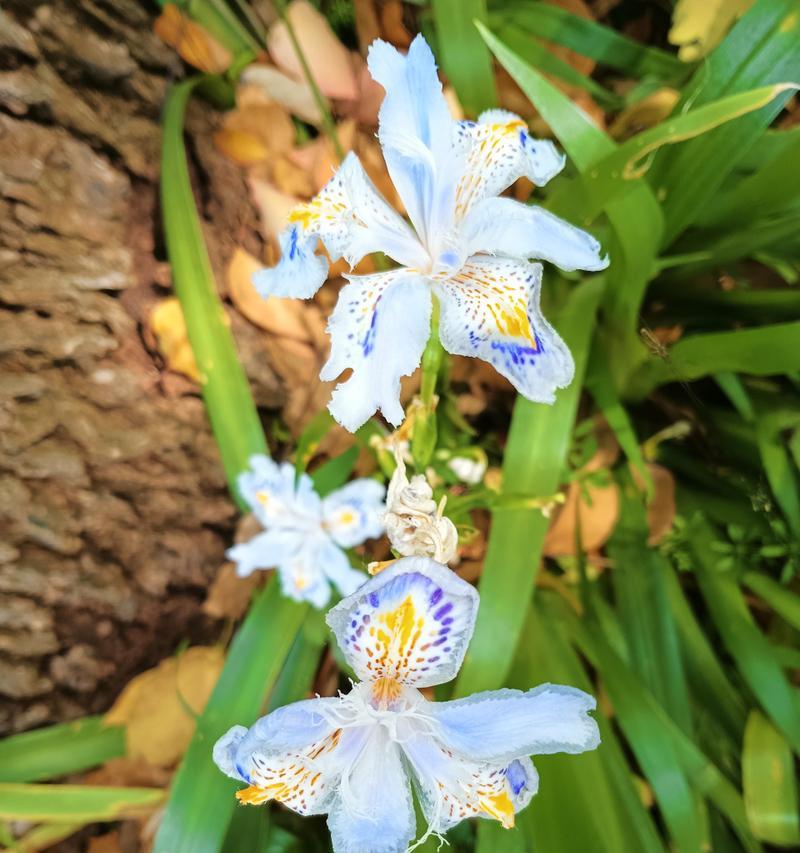 母亲节送蝴蝶花有何寓意？蝴蝶花代表了哪种情感？
