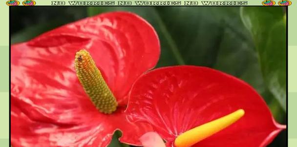 哪些叶子有吉祥寓意的花？如何选择寓意吉祥的植物？