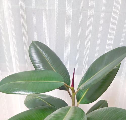 哪些叶子有吉祥寓意的花？如何选择寓意吉祥的植物？