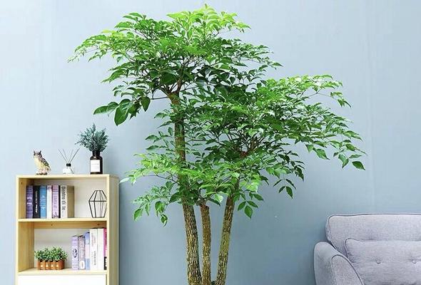 哪些叶子有吉祥寓意的花？如何选择寓意吉祥的植物？