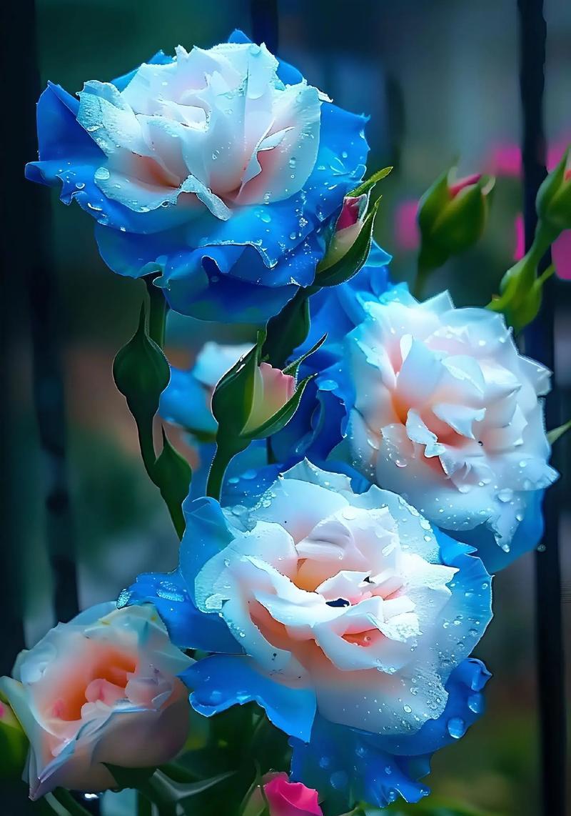 深蓝色花代表什么？深蓝色寓意好看的花有哪些？