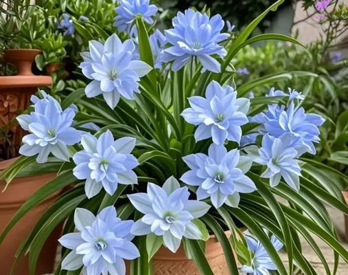 深蓝色花代表什么？深蓝色寓意好看的花有哪些？