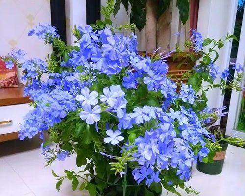 蓝色寓意的花是什么？蓝色花卉代表什么意义？