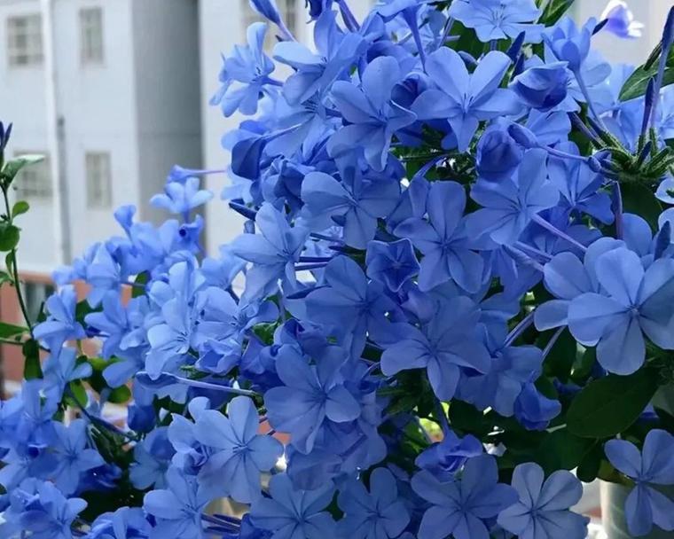 蓝色寓意的花是什么？蓝色花卉代表什么意义？
