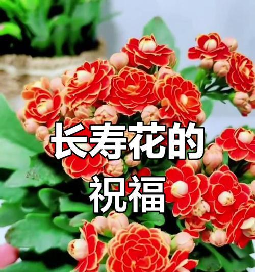 哪种花象征学业进步和祝福？