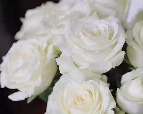送白色花代表什么？白色花的含义和象征是什么？