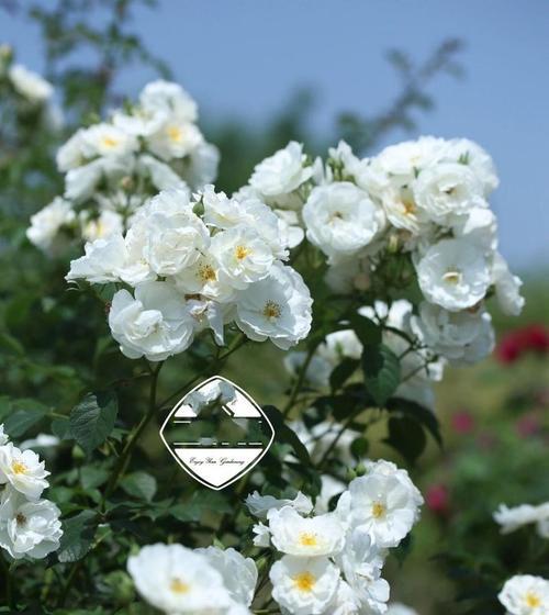 送白色花代表什么？白色花的含义和象征是什么？
