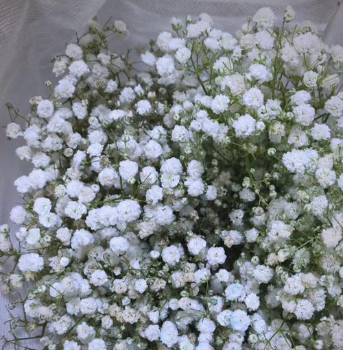 黄色满天星花语是什么？