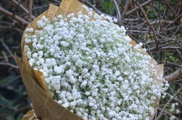 黄色满天星花语是什么？