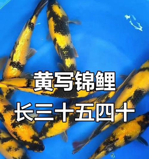 黄色锦鲤花的寓意和象征是什么？