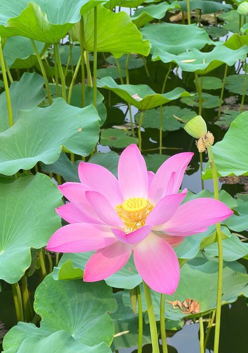 哪种花象征幸福一生？它的花语和寓意是什么？
