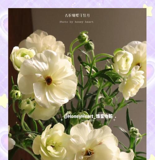 哪种花象征幸福一生？它的花语和寓意是什么？