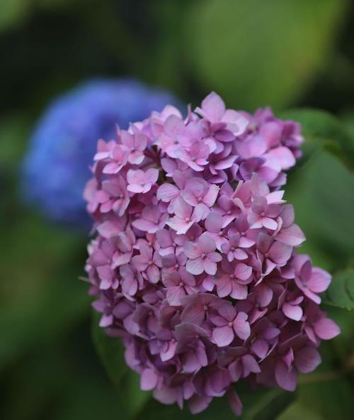 壮族绣球花颜色的寓意是什么？绣球花颜色代表什么？