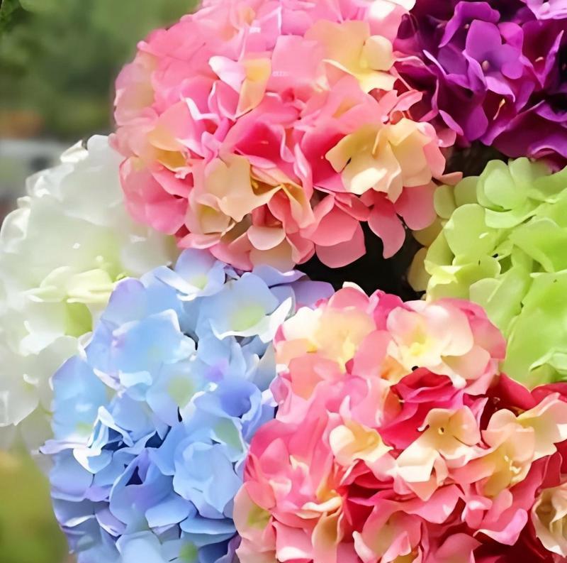 壮族绣球花颜色的寓意是什么？绣球花颜色代表什么？