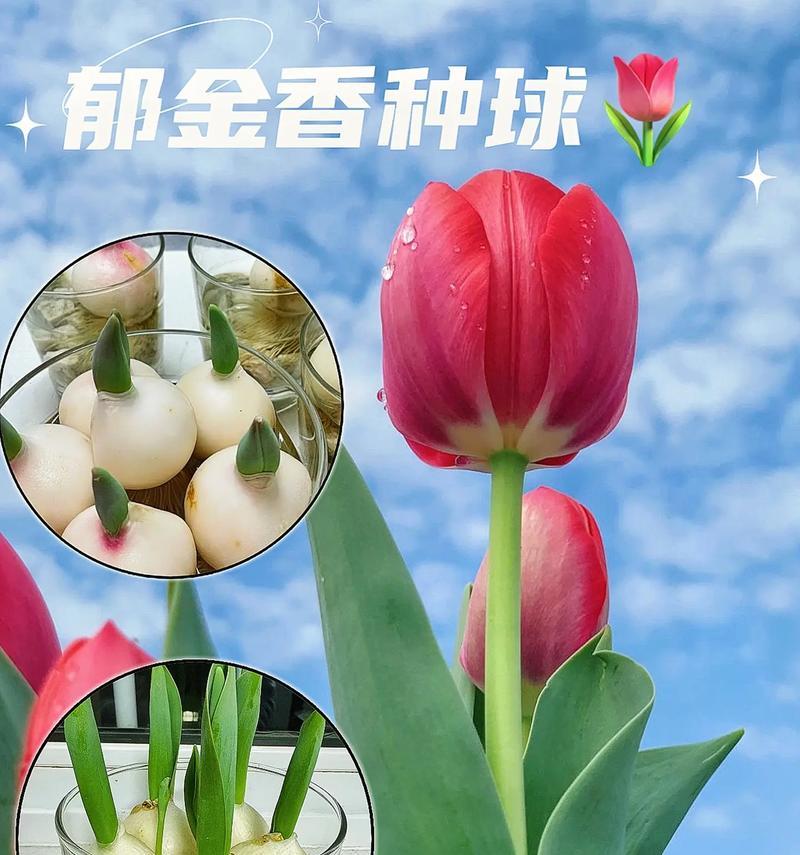 浪漫花语名称大全是什么？如何选择？