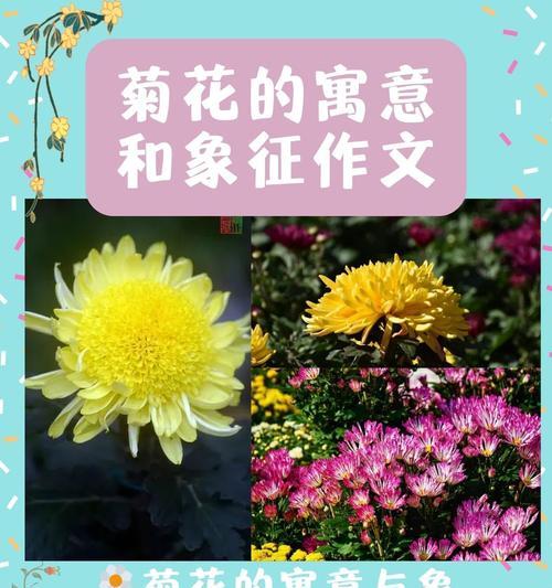 哪种花象征着爱情和好如初？它的寓意有何特别之处？