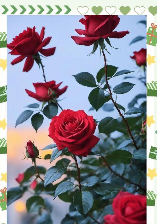 玫瑰花在文化中象征着什么？