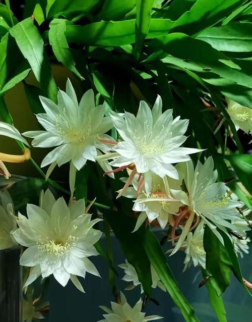 吉祥花的寓意是什么？