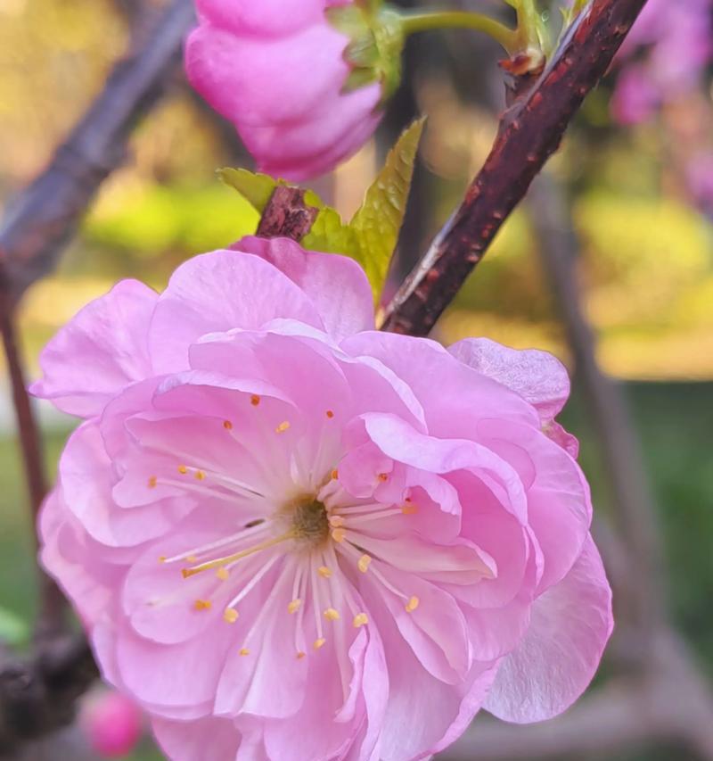 花如何象征季节的更迭？