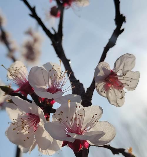 花如何象征季节的更迭？