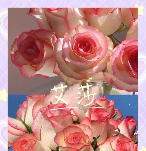 黄粉色花语是什么？黄粉色花的象征意义有哪些？