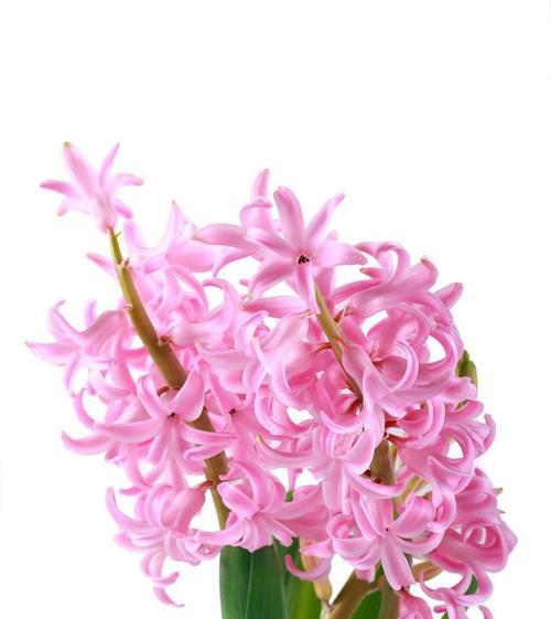 黄粉色花语是什么？黄粉色花的象征意义有哪些？