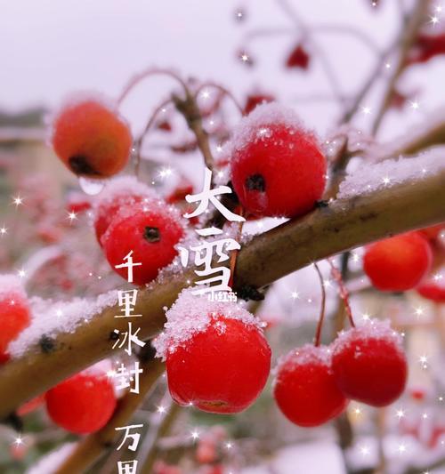 冬天节气花有哪些寓意？它们各自代表什么？