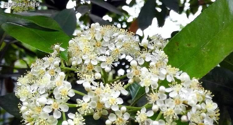 石楠花的文化象征和传说有哪些？