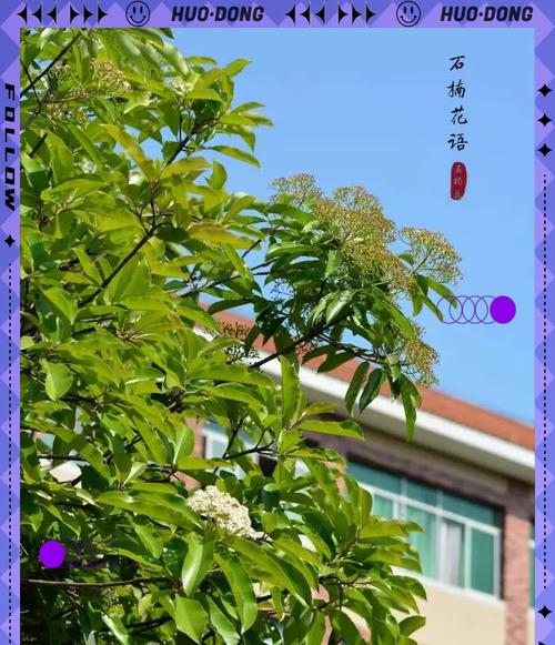 石楠花的文化象征和传说有哪些？