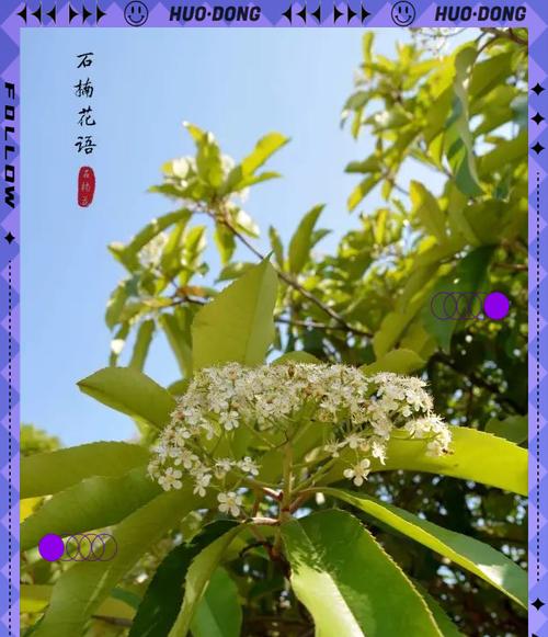 石楠花的文化象征和传说有哪些？