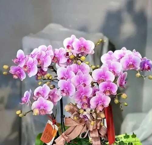 粉色的花象征着什么意思？