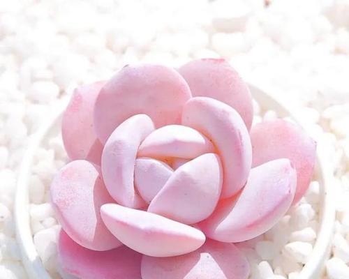 四色花水的寓意是什么？它有哪些特别的含义？