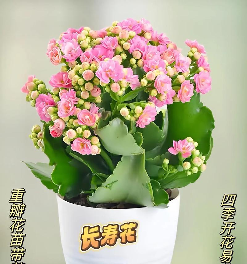 送什么花寓意长寿？长寿花的种类有哪些？