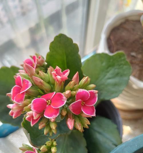 送什么花寓意长寿？长寿花的种类有哪些？