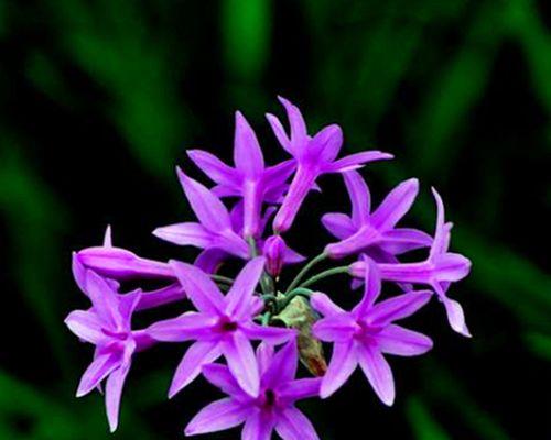 紫色花朵代表什么？送人紫色花的深层含义是什么？