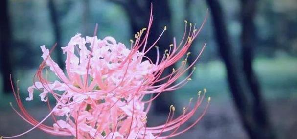 粉色彼岸花代表什么？粉色彼岸花的美好寓意是什么？