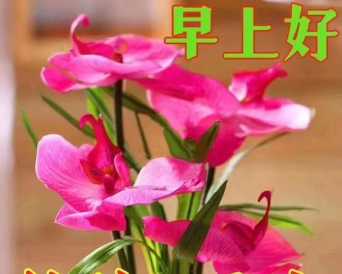 什么花象征着平安和开心？