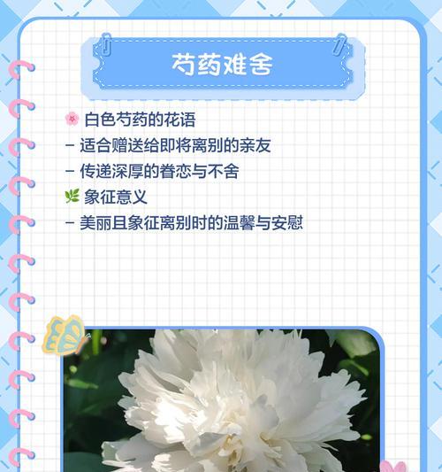 寓意非常甜蜜的花有哪些？它们的花语是什么？