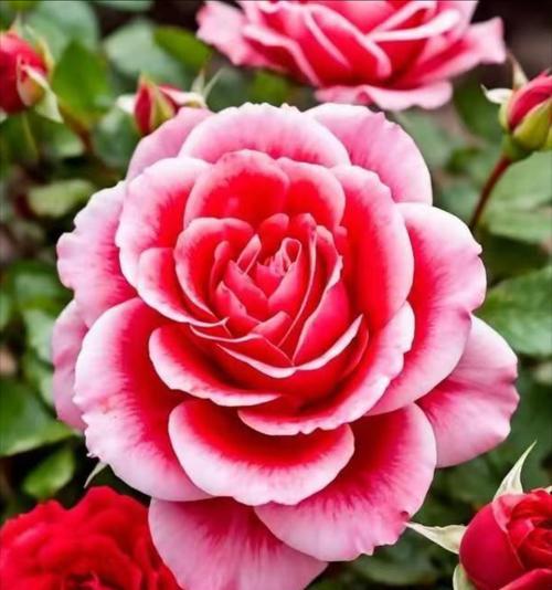 玫红色玫瑰花代表什么？玫红色玫瑰的花语有哪些？