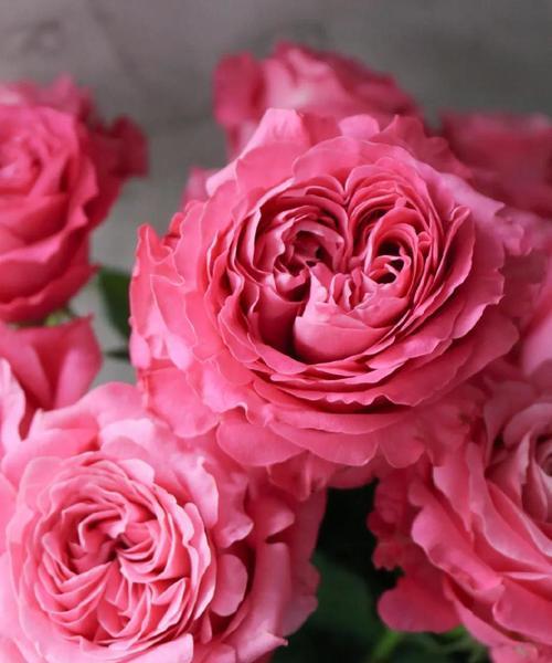 玫红色玫瑰花代表什么？玫红色玫瑰的花语有哪些？