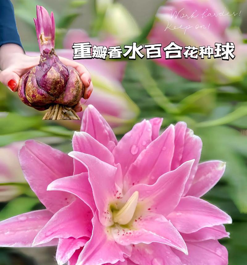 不同颜色的百合花分别有什么寓意？