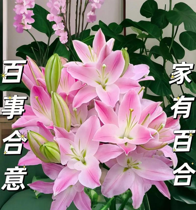 不同颜色的百合花分别有什么寓意？